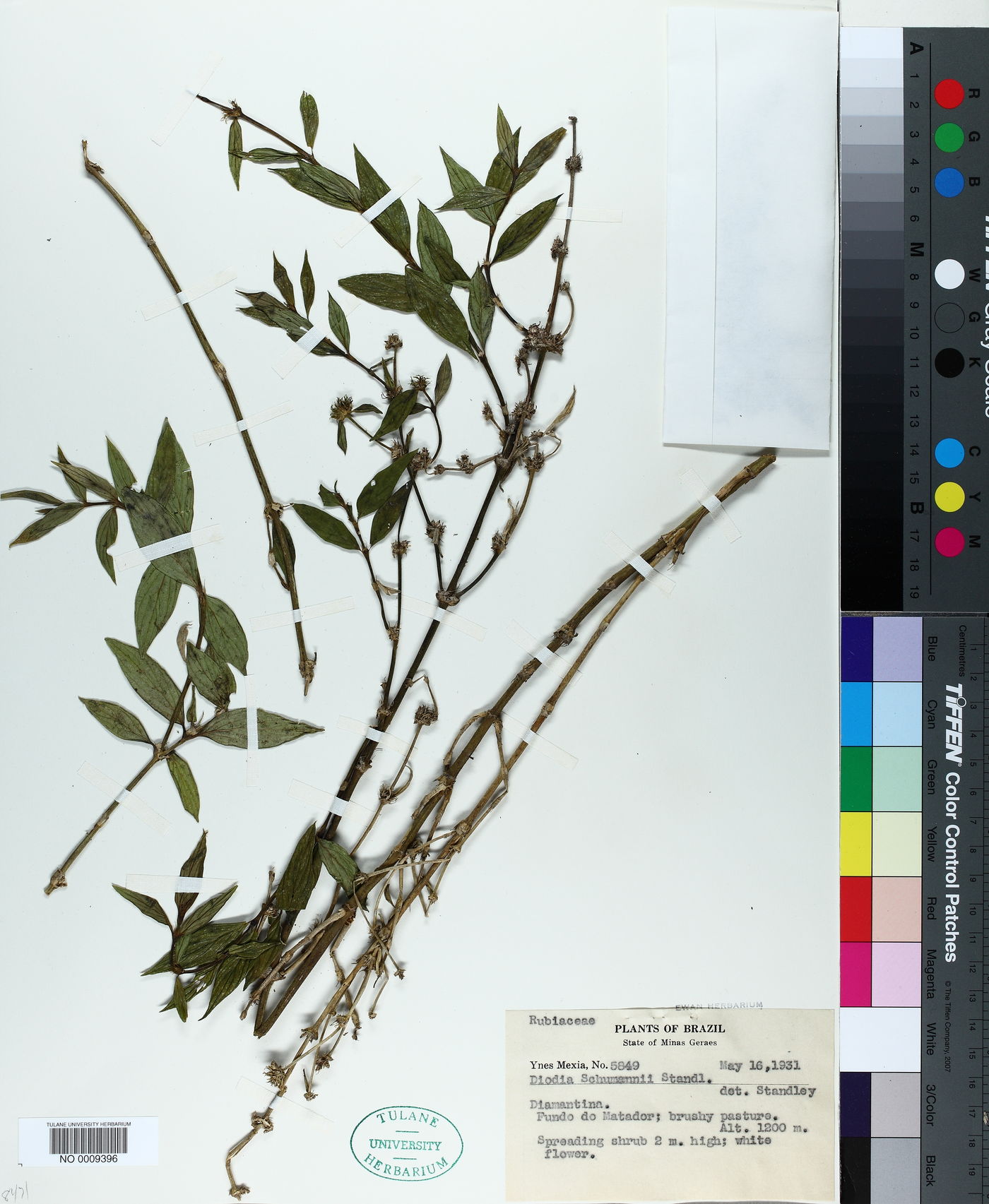Spermacoce schumannii image