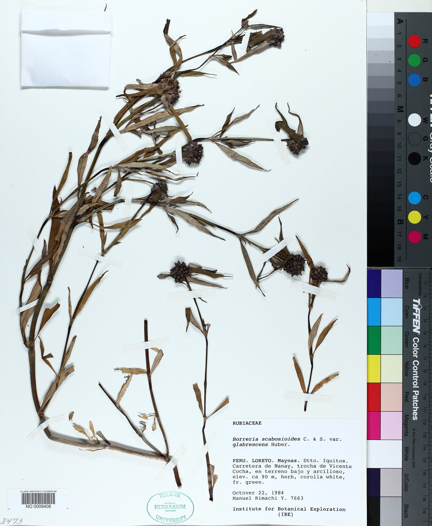 Spermacoce scabiosoides image