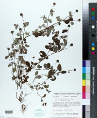 Spermacoce scabiosoides image