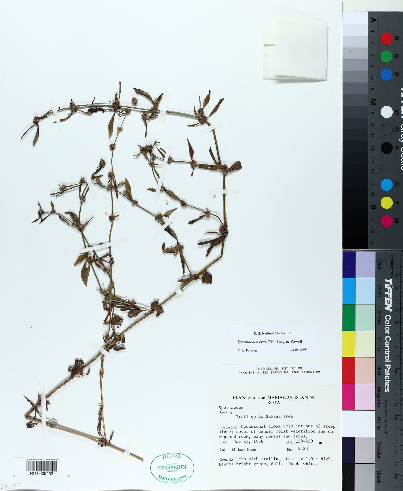 Spermacoce ernstii image