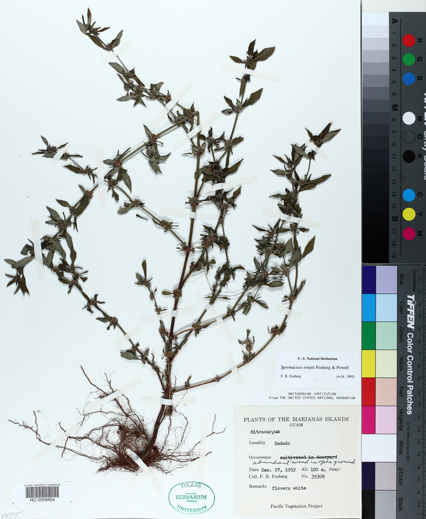 Spermacoce ernstii image