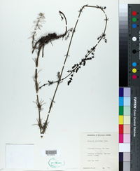 Image of Asperula galioides