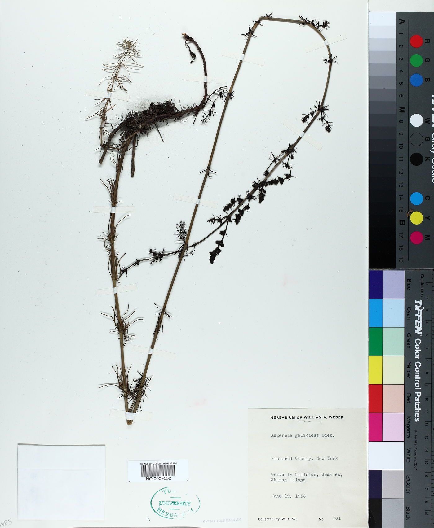 Asperula galioides image