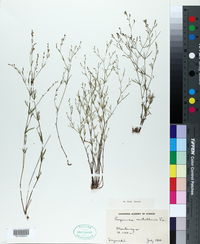 Image of Asperula scutellaria