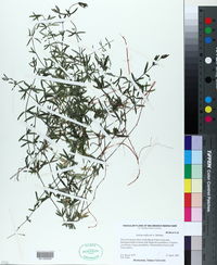 Galium uniflorum image