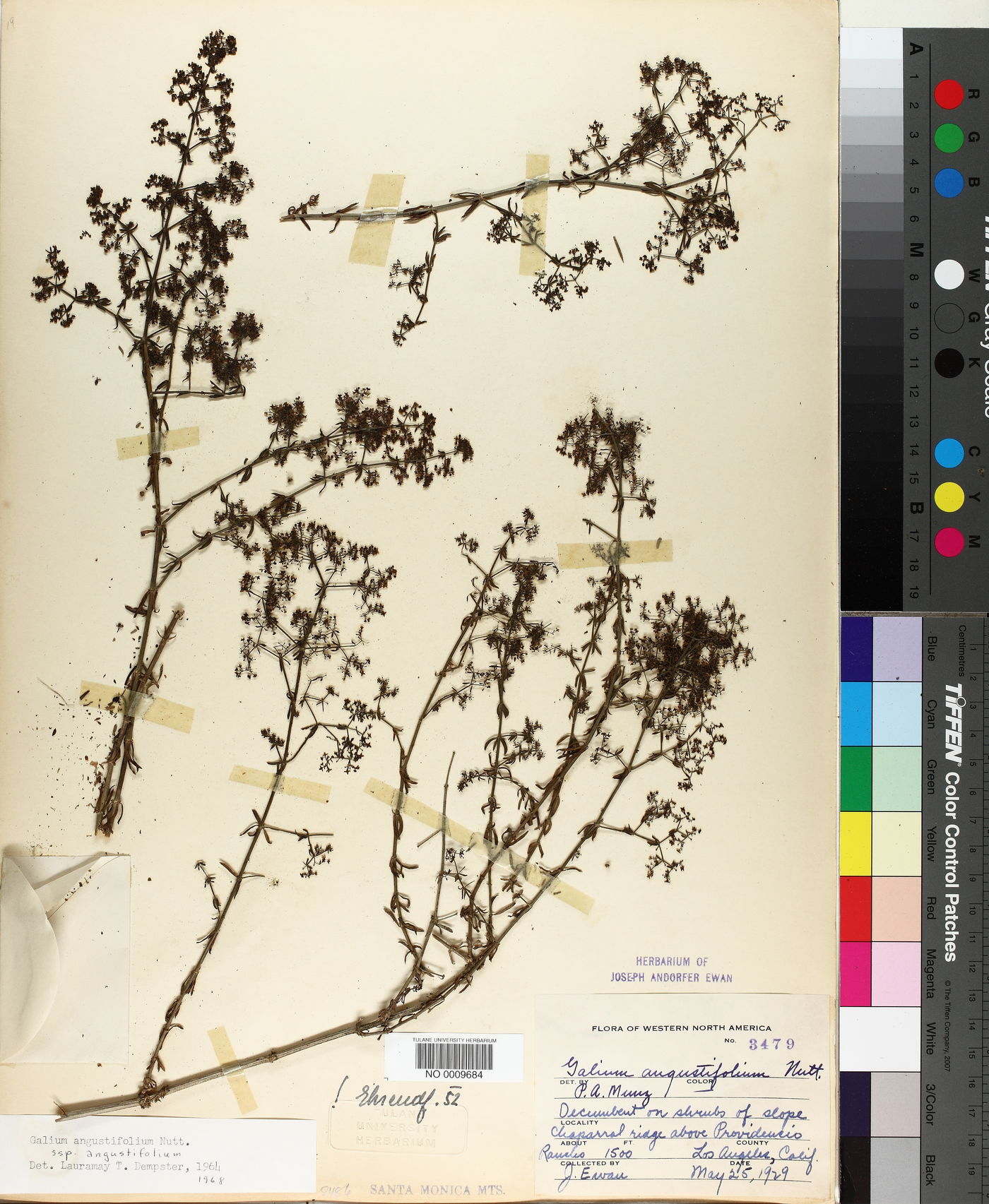 Galium angustifolium subsp. angustifolium image