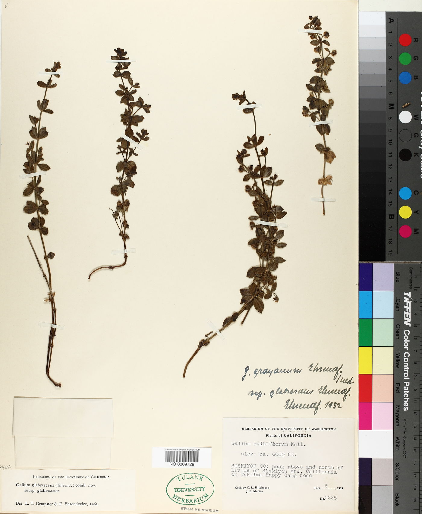 Galium glabrescens subsp. glabrescens image