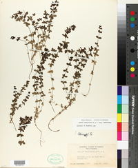 Galium californicum image