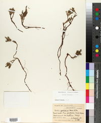 Image of Galium jepsonii