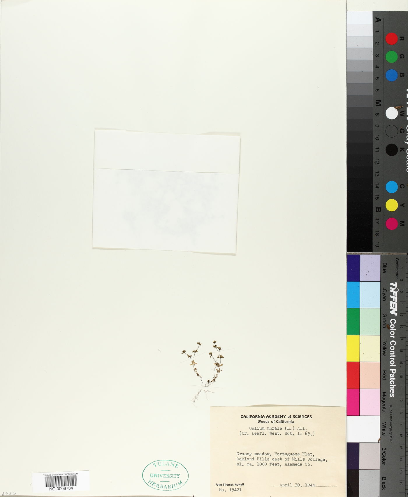 Galium murale image