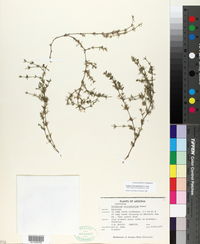 Galium microphyllum image