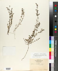 Galium nuttallii subsp. ovalifolium image