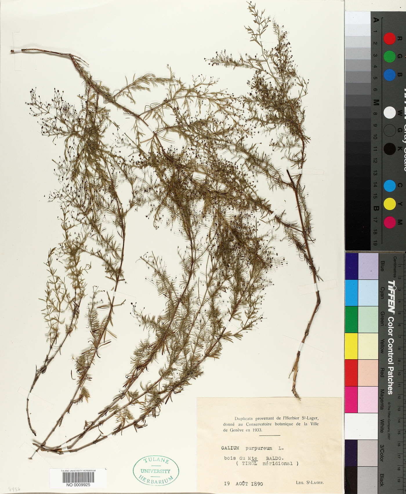 Galium purpureum image
