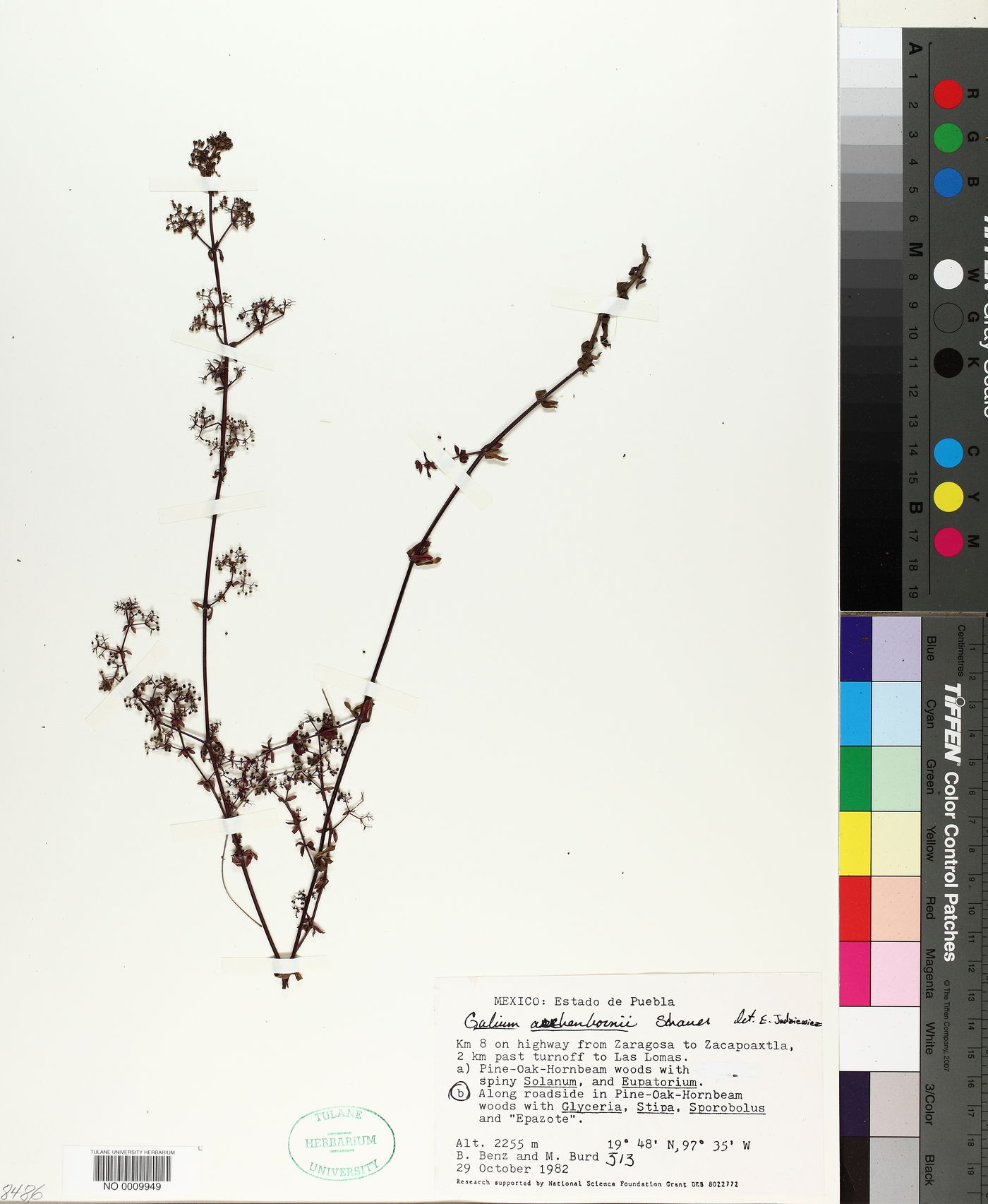 Galium aschenbornii image