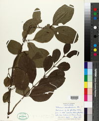 Viburnum odoratissimum image