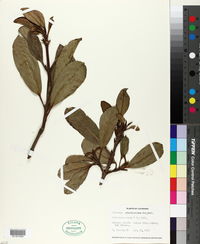 Viburnum odoratissimum image