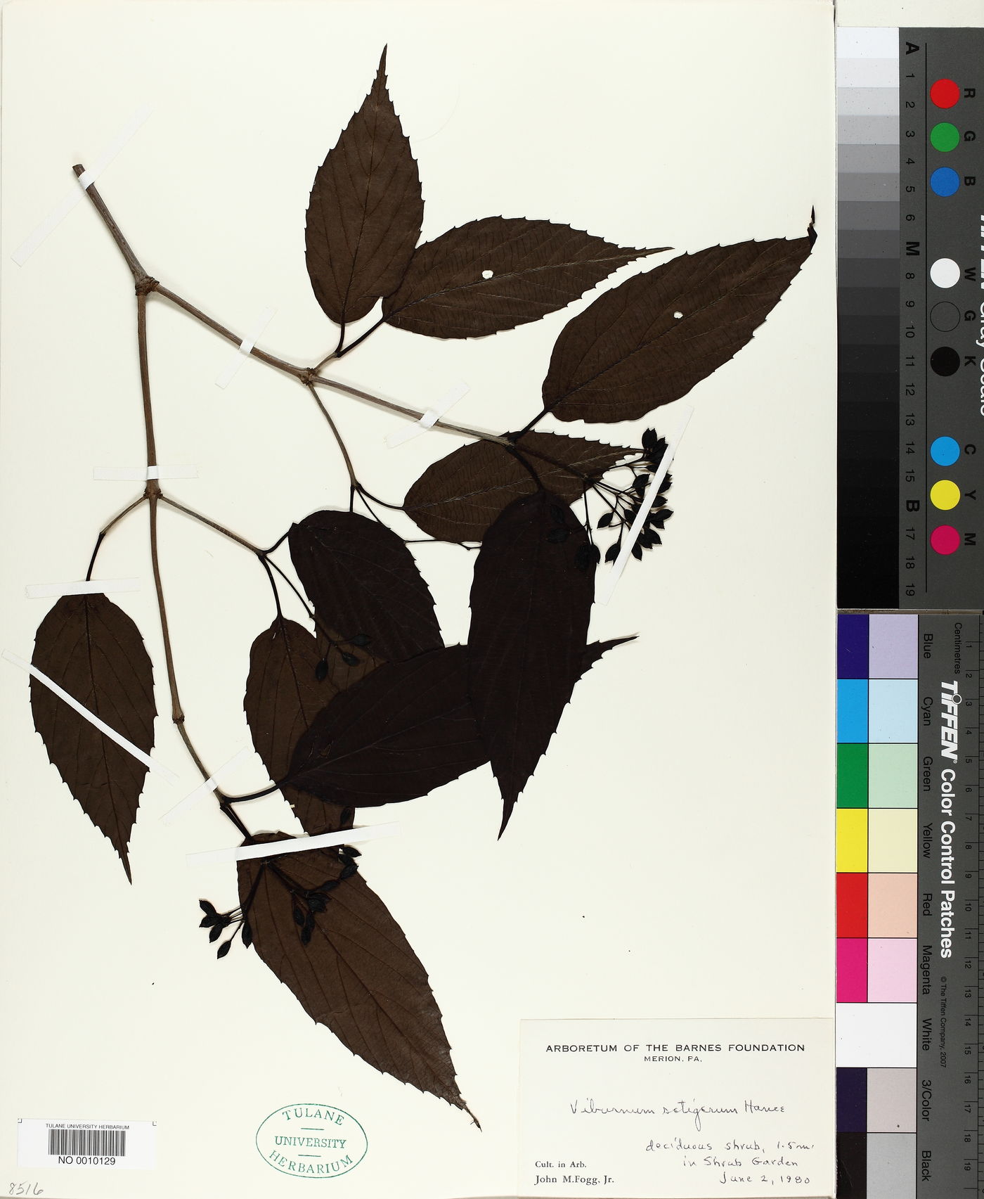 Viburnum setigerum image