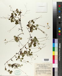 Linnaea borealis subsp. americana image