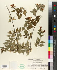 Abelia × grandiflora image