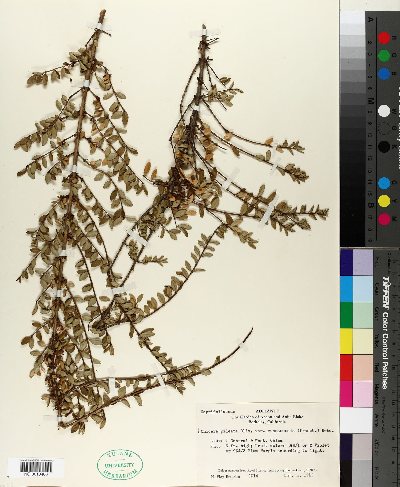 Lonicera pileata f. yunnanensis image