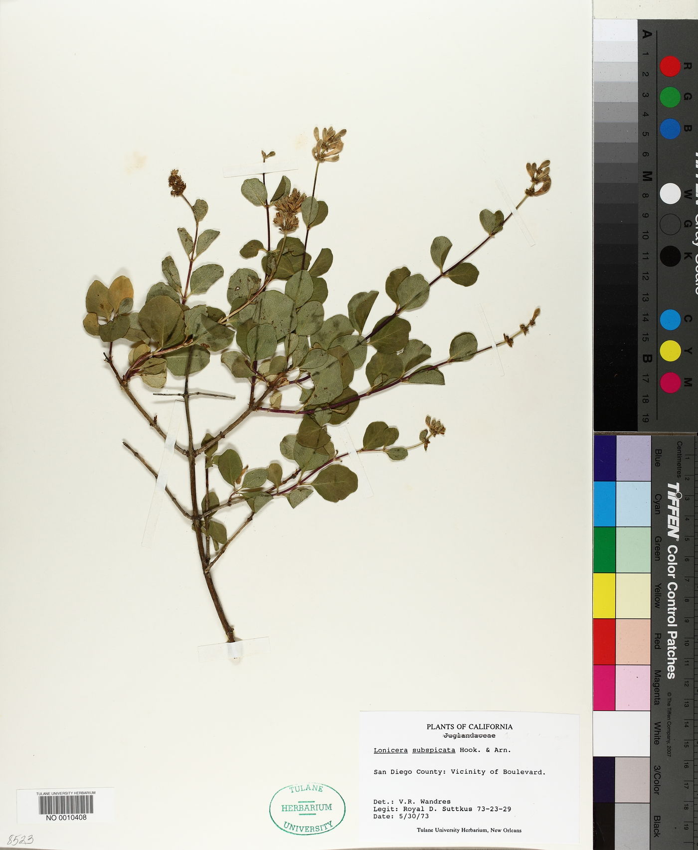 Lonicera subspicata image