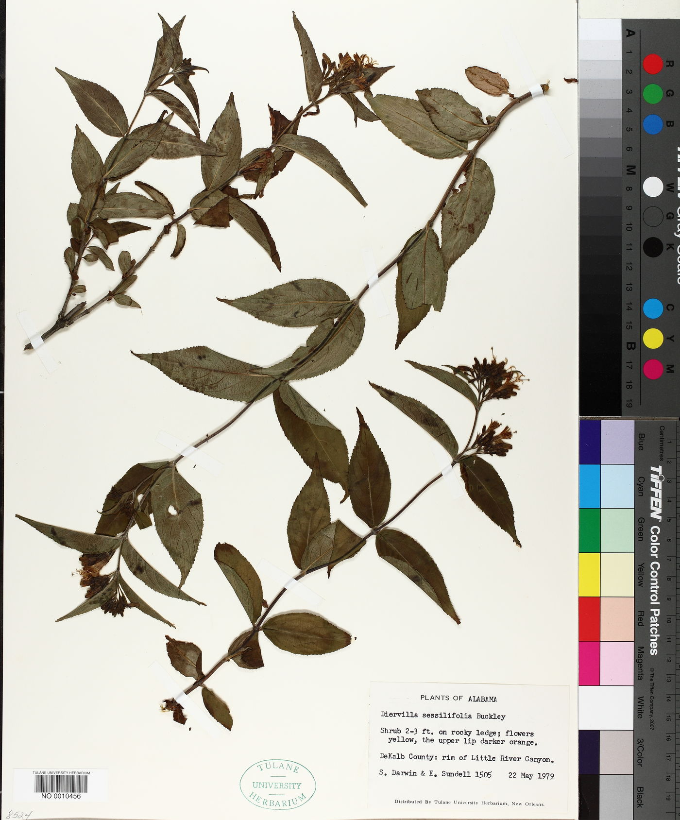 Diervilla sessilifolia image