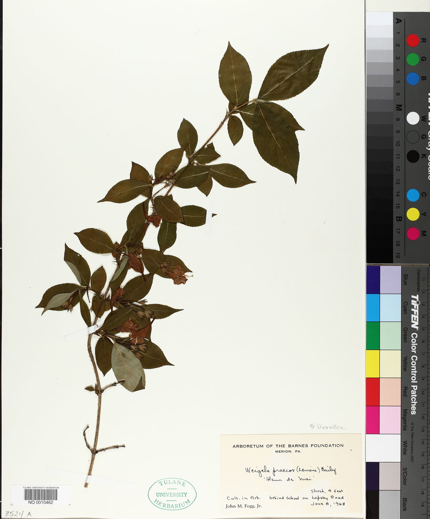 Weigela praecox image