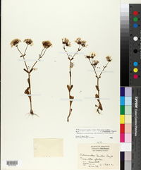 Valerianella longiflora image