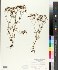 Valerianella longiflora f. longiflora image