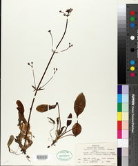 Valeriana ceratophylla image