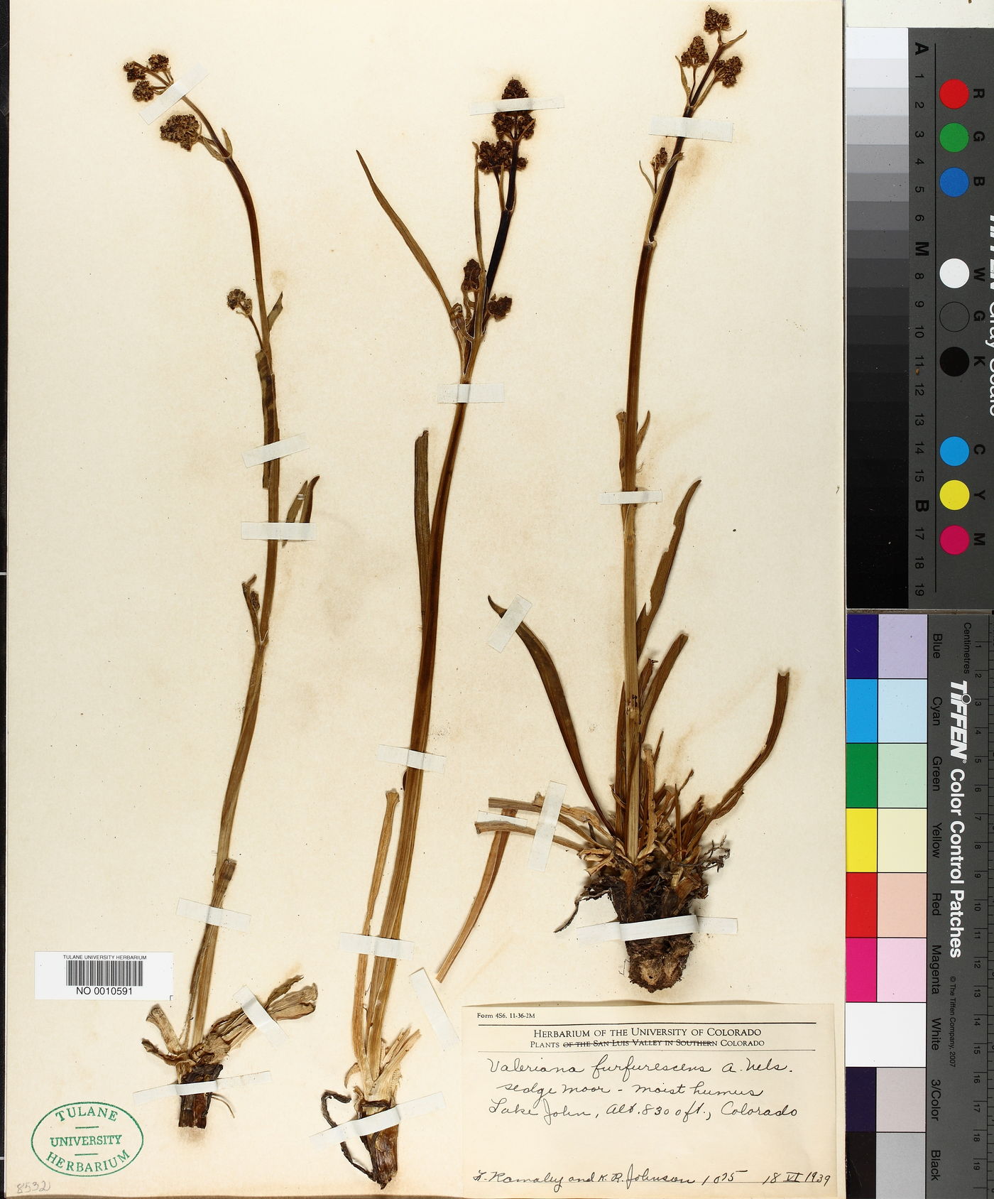 Valeriana furfurescens image