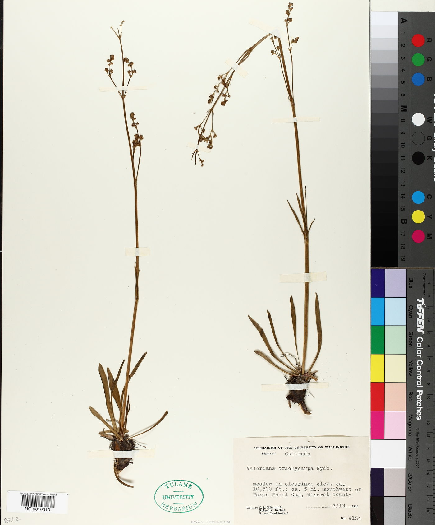 Valeriana trachycarpa image