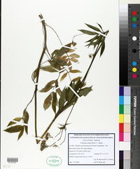 Valeriana sambucifolia image