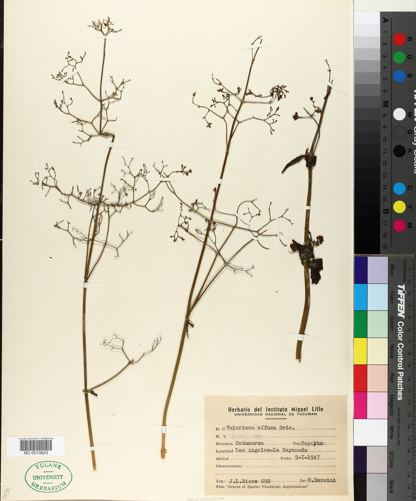 Valeriana effusa image