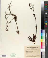 Image of Valeriana clarionifolia