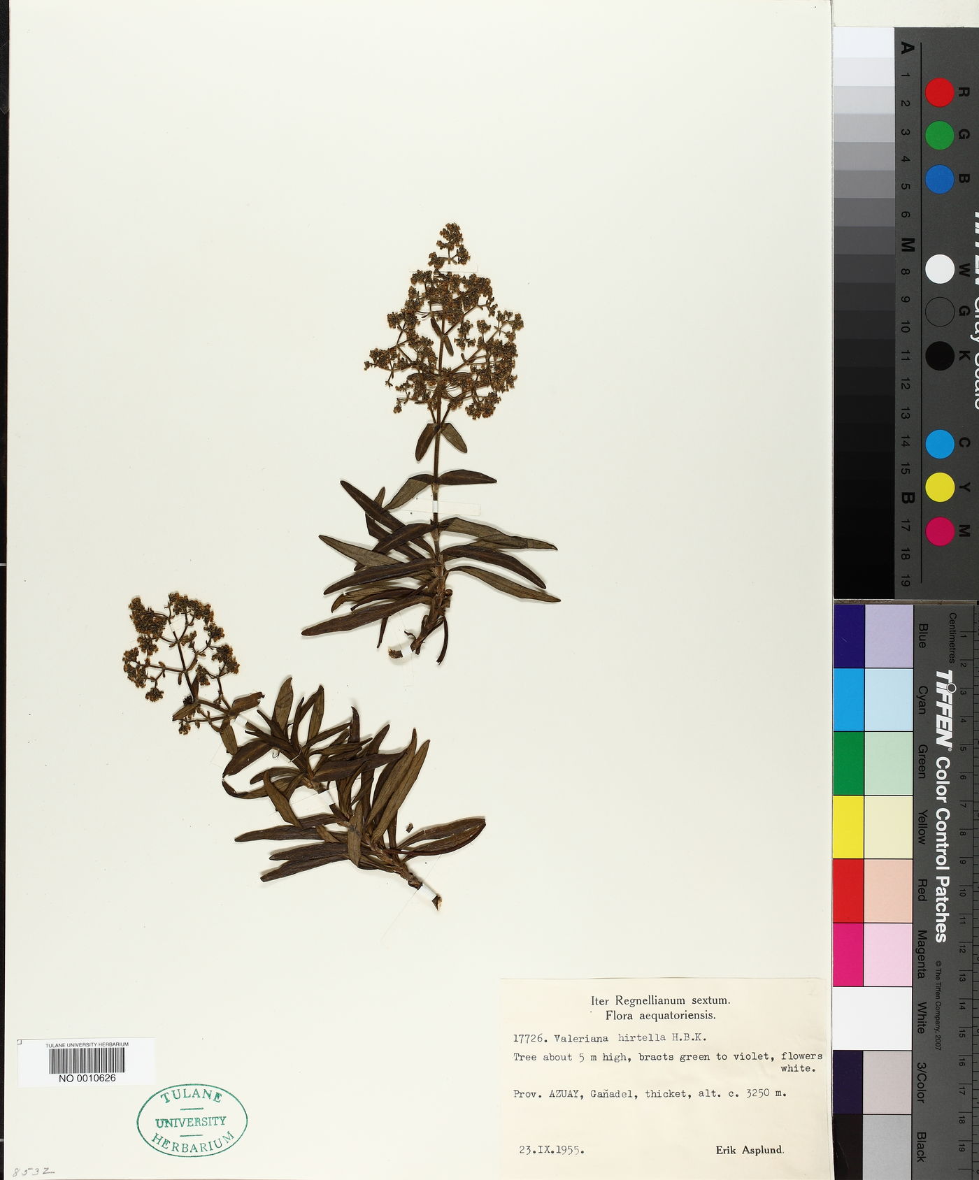 Valeriana hirtella image