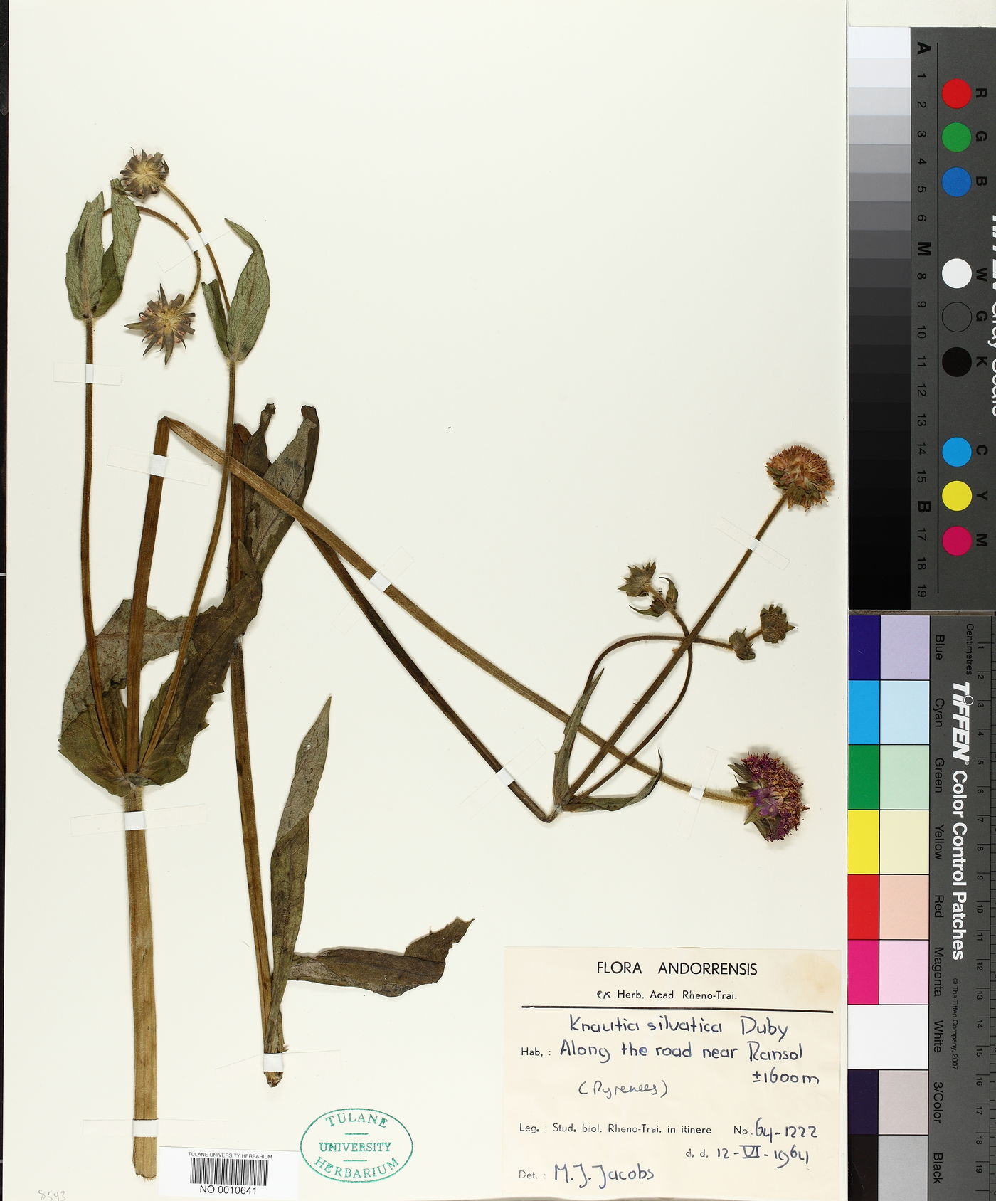 Knautia dipsacifolia subsp. dipsacifolia image