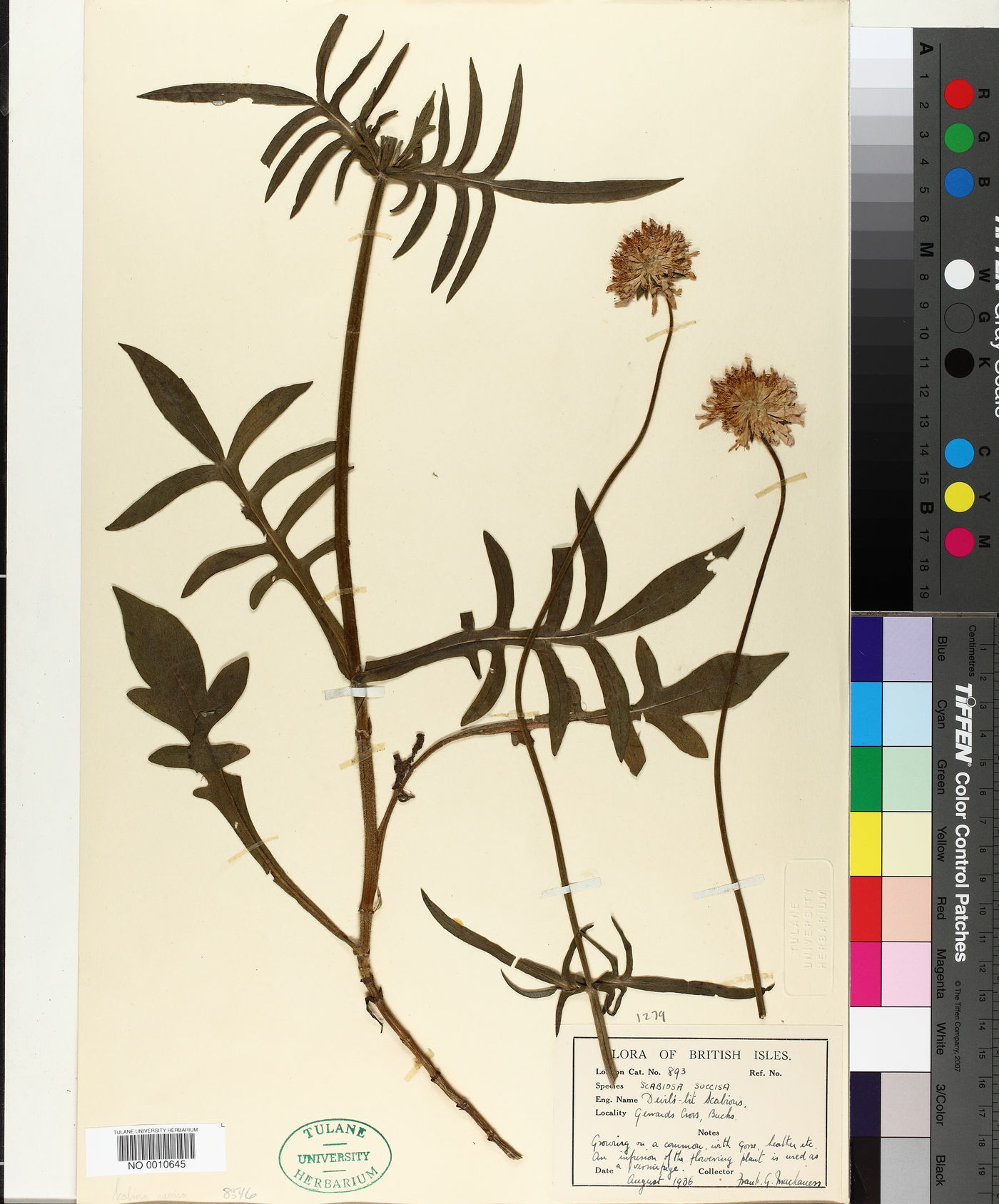 Scabiosa succisa image