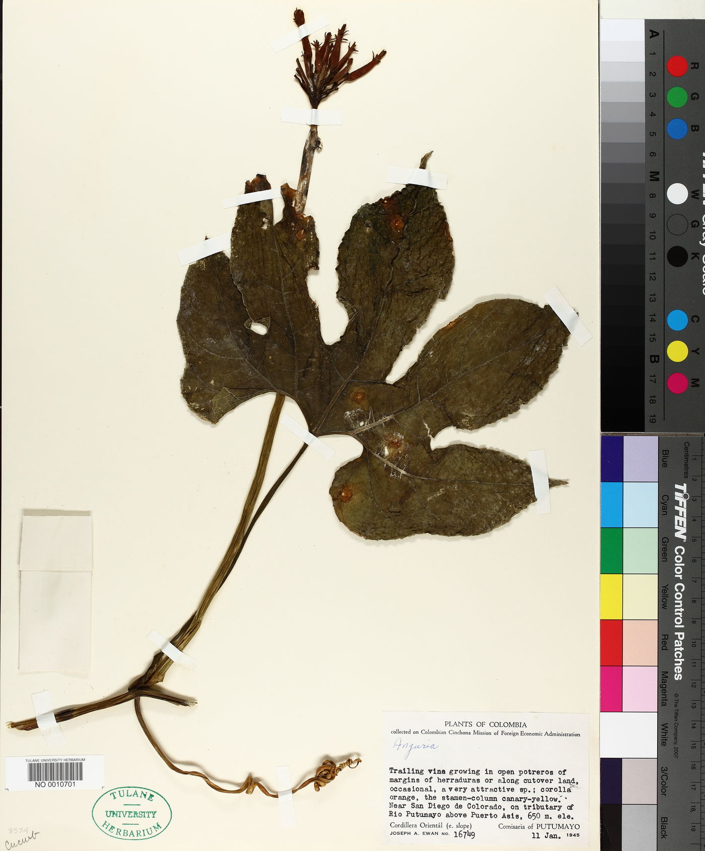 Anguria image