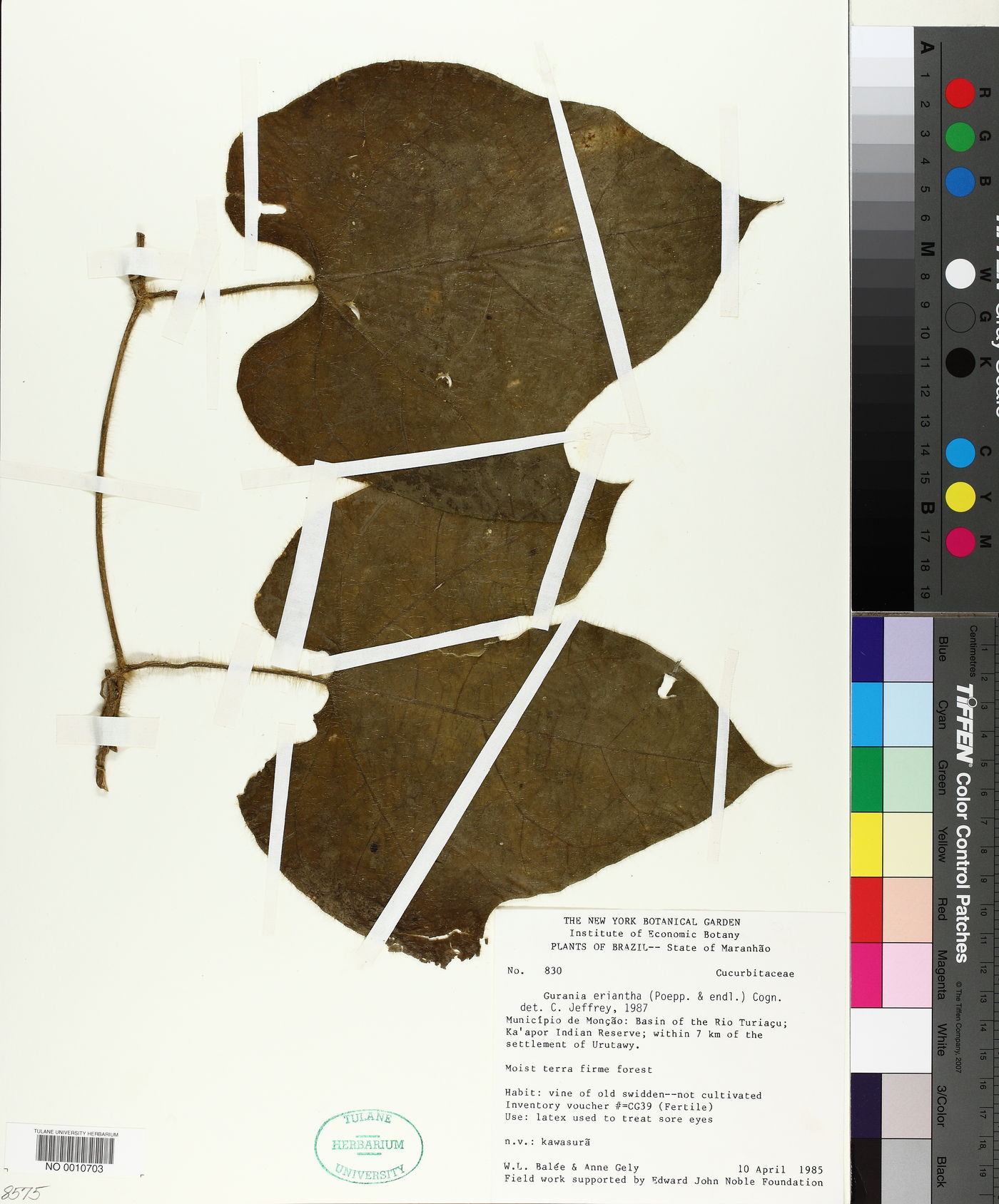 Gurania eriantha image