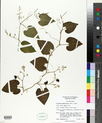 Image of Sicydium tamnifolium