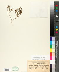 Githopsis pulchella subsp. campestris image