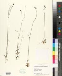 Wahlenbergia marginata image