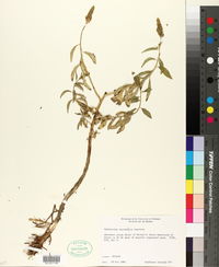 Sphenoclea zeylanica image