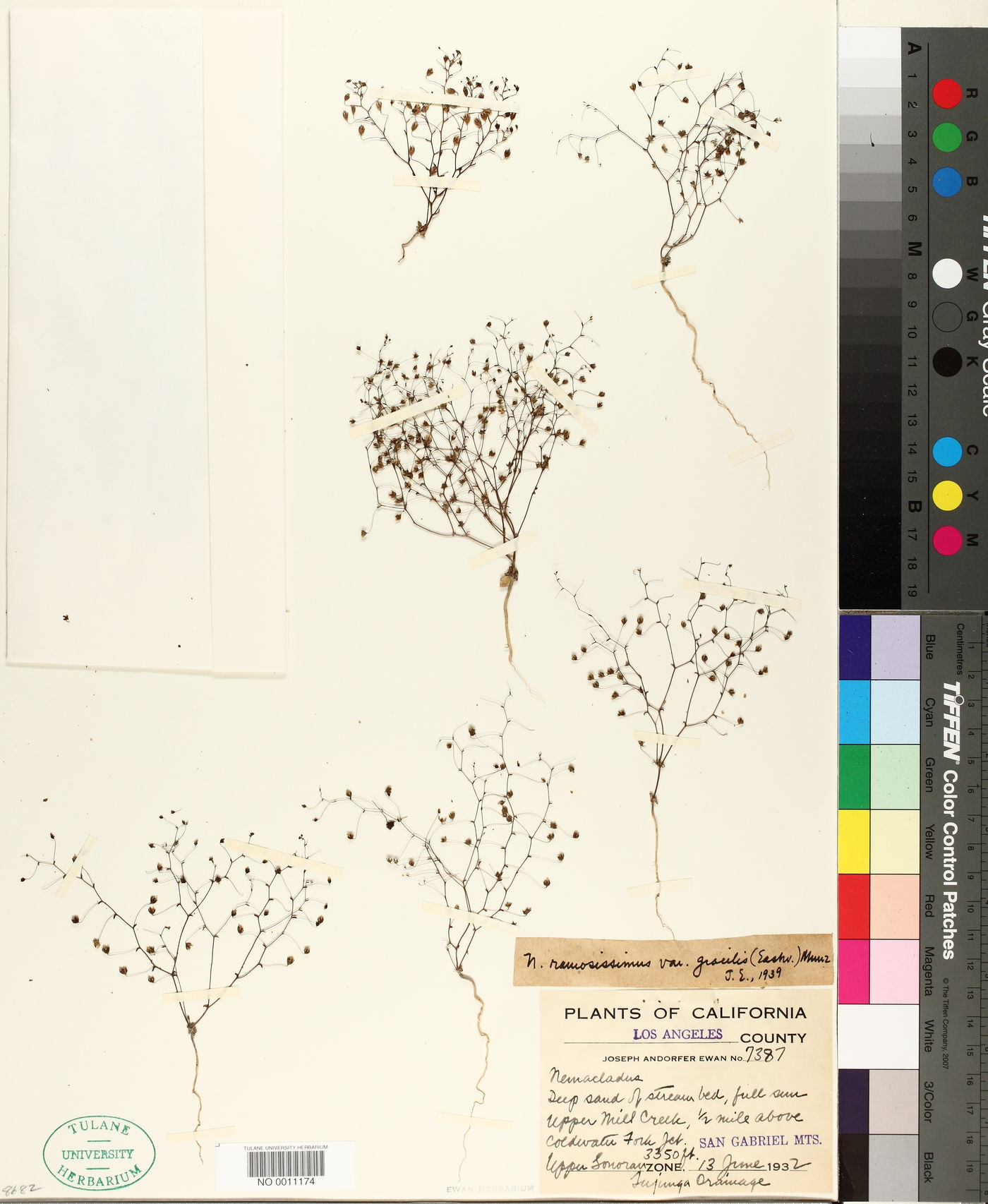 Nemacladus ramosissimus image
