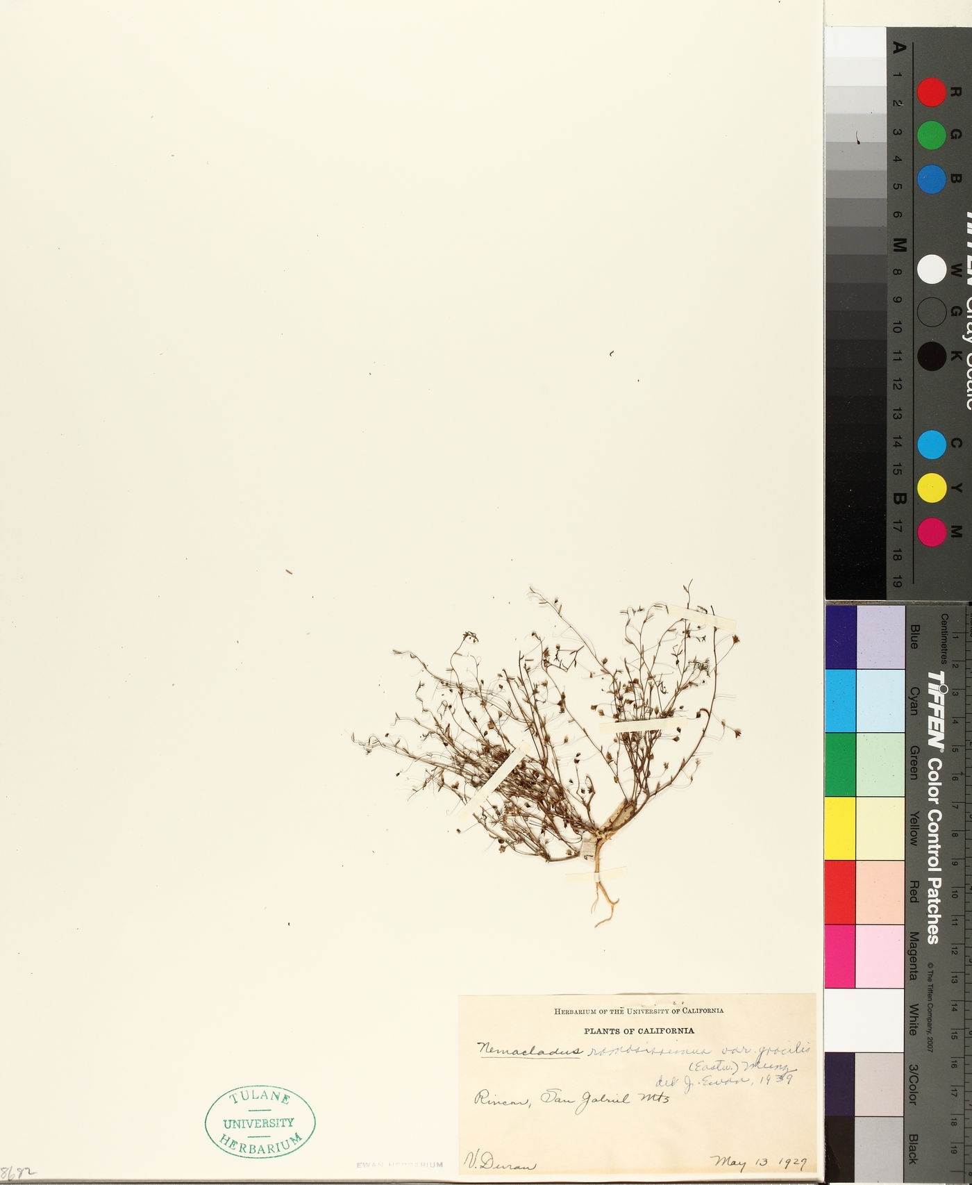 Nemacladus ramosissimus var. gracilis image