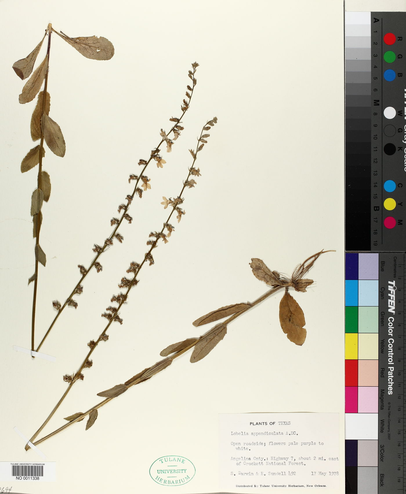 Lobelia appendiculata image