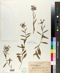 Palmerella debilis subsp. serrata image