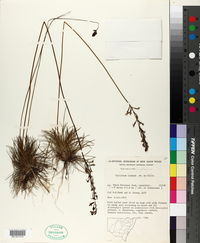 Image of Stylidium lineare