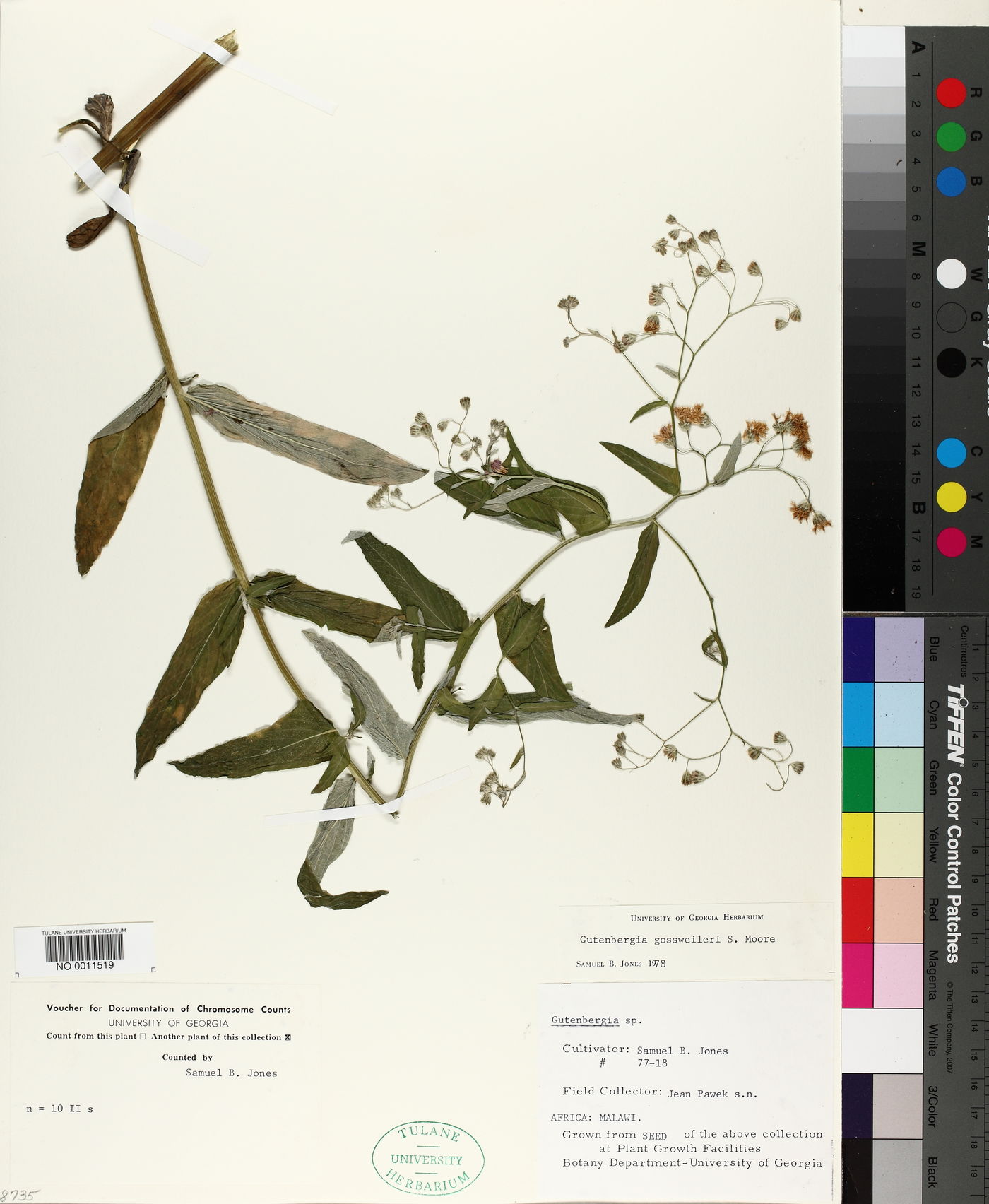 Gutenbergia leiocarpa image